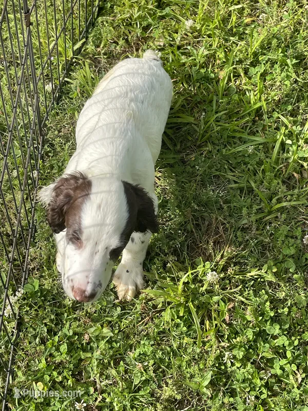white/Liver Male – English Cocker Spaniel puppy for sale in Fyffe, AL
