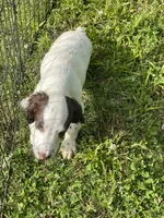white/Liver Male, a male English Cocker Spaniel for sale in Fyffe, AL – 1 of 6