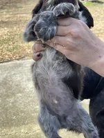  liver roan, a male English Cocker Spaniel for sale in Fyffe, AL – Photo 2 of 2