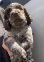  liver roan, a male English Cocker Spaniel for sale in Fyffe, AL – Photo 1 of 2