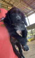 Black Male, a male English Cocker Spaniel for sale in Fyffe, AL – 2 of 2