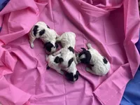 Blue Roan Female , a female English Cocker Spaniel for sale in Fyffe, AL – Photo 7 of 10