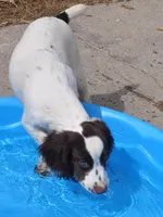Blue Roan Female , a female English Cocker Spaniel for sale in Fyffe, AL – Photo 4 of 10