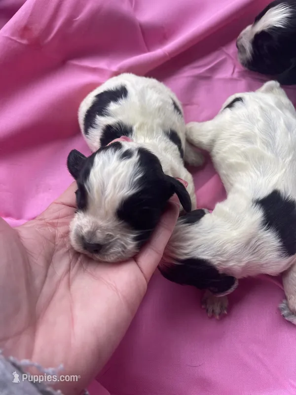 Blue Roan Female , a female English Cocker Spaniel for sale in Fyffe, AL – Photo 1 of 10
