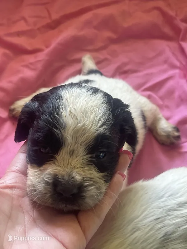 Blue Roan Female  – English Cocker Spaniel puppy for sale in Fyffe, AL