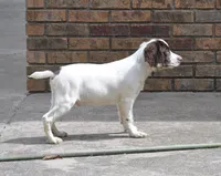 Blue Roan Female , a female English Cocker Spaniel for sale in Fyffe, AL – Photo 3 of 10