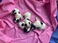 Blue Roan Female , a female English Cocker Spaniel for sale in Fyffe, AL – Photo 8 of 10