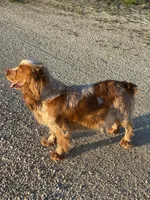 Blue Roan Female , a female English Cocker Spaniel for sale in Fyffe, AL – Photo 5 of 10