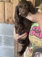 Male Boykin/ECS, a male Boykin Spaniel and English Cocker Spaniel for sale in Fyffe, AL – 2 of 3