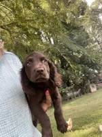 Liver, a male English Cocker Spaniel for sale in Fyffe, AL – 2 of 3