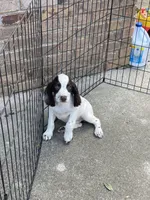 white/Liver, a male English Cocker Spaniel for sale in Fyffe, AL – 3 of 3