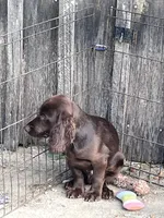 Liver Male, a male English Cocker Spaniel for sale in Fyffe, AL – Photo 3 of 4