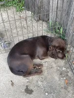 Liver Male, a male English Cocker Spaniel for sale in Fyffe, AL – Photo 4 of 4