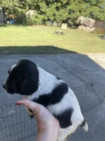 Blue Roan Male, a male English Cocker Spaniel for sale in Fyffe, AL – 3 of 4
