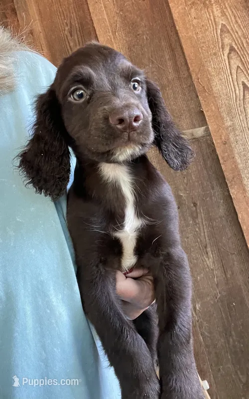 Liver male – English Cocker Spaniel puppy for sale in Fyffe, AL