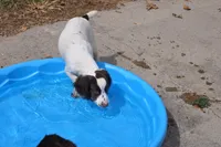 white/liver male, a male English Cocker Spaniel for sale in Fyffe, AL – Photo 2 of 5