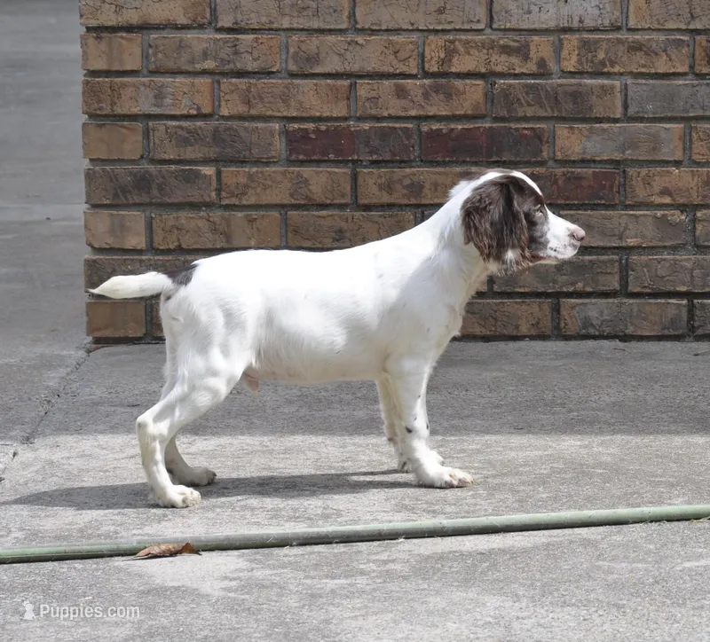 white/liver male, a male English Cocker Spaniel for sale in Fyffe, AL – Photo 1 of 5