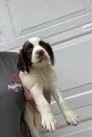 white/liver male, a male English Cocker Spaniel for sale in Fyffe, AL – Photo 5 of 5