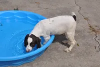 white/liver male, a male English Cocker Spaniel for sale in Fyffe, AL – Photo 3 of 5