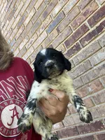 Blue Roan Male, a male English Cocker Spaniel for sale in Fyffe, AL – 1 of 4