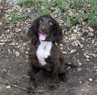 Boykin/ ECS, a male Boykin Spaniel and English Cocker Spaniel for sale in Fyffe, AL – 4 of 6
