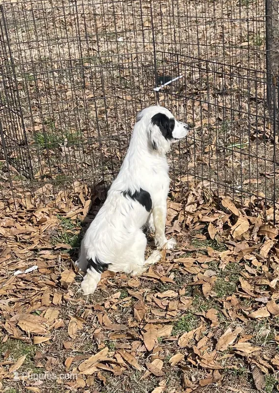 Male White/Blacked ticked