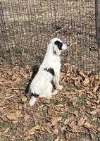 Male White/Blacked ticked, a male English Cocker Spaniel for sale in Fyffe, AL – Photo 1 of 5