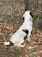 Male White/Blacked ticked, a male English Cocker Spaniel for sale in Fyffe, AL – Photo 4 of 5