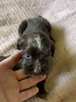 Liver Female, a female English Cocker Spaniel for sale in Fyffe, AL – 1 of 2