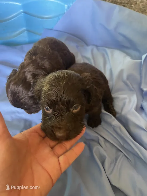 Female  – Boykin Spaniel puppy for sale in Fyffe, AL