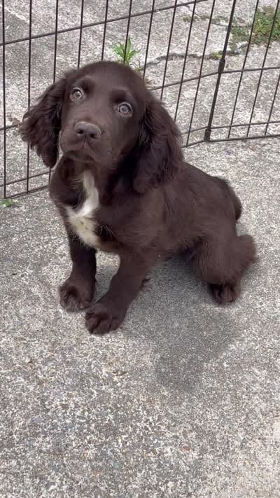 Boykin/ ECS, a male Boykin Spaniel and English Cocker Spaniel for sale in Fyffe, AL – 6 of 6