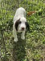 white/Liver Male, a male English Cocker Spaniel for sale in Fyffe, AL – 3 of 6