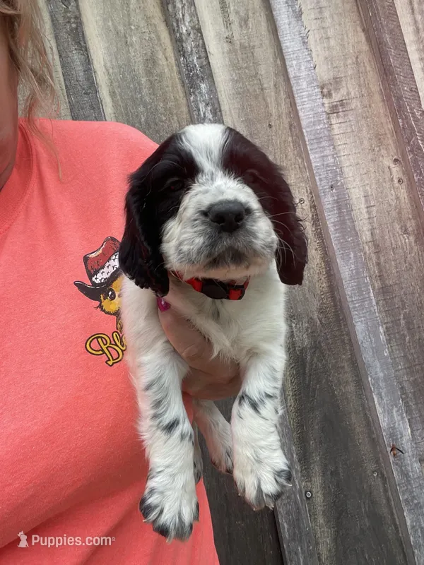 Red Male, a male English Cocker Spaniel for sale in Fyffe, AL – Photo 1 of 2