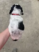 Red Male, a male English Cocker Spaniel for sale in Fyffe, AL – Photo 2 of 2