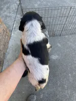 Blue Roan Male, a male English Cocker Spaniel for sale in Fyffe, AL – 4 of 4