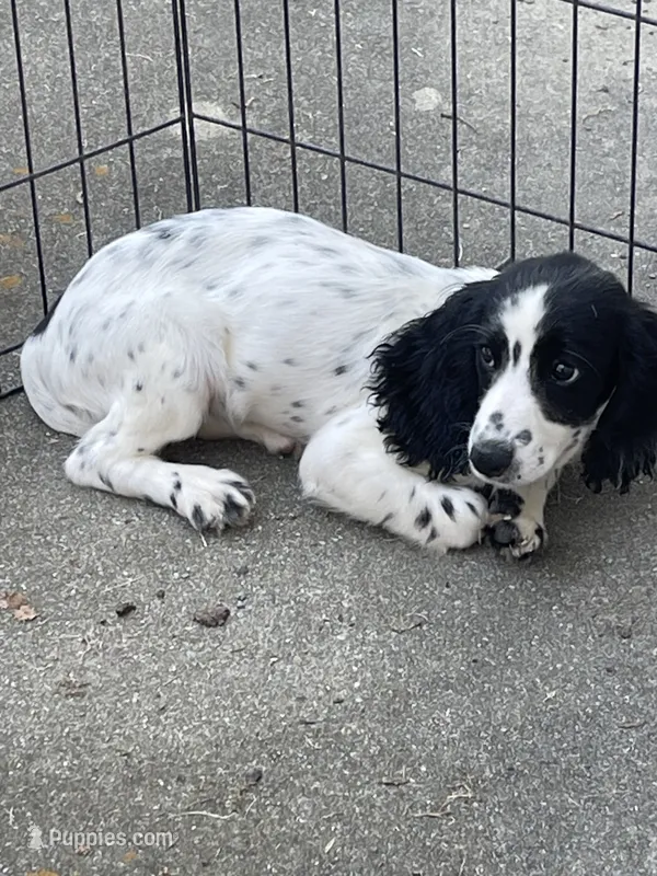 Female – English Cocker Spaniel puppy for sale in Fyffe, AL