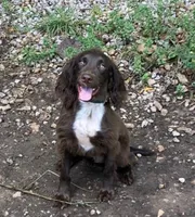 Liver female, a female English Cocker Spaniel for sale in Fyffe, AL – Photo 2 of 2