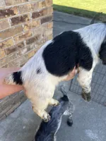 Blue Roan Male, a male English Cocker Spaniel for sale in Fyffe, AL – 2 of 4
