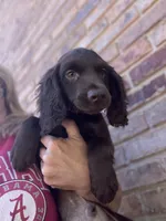 Orange male , a male Boykin Spaniel and English Cocker Spaniel for sale in Fyffe, AL – 2 of 2