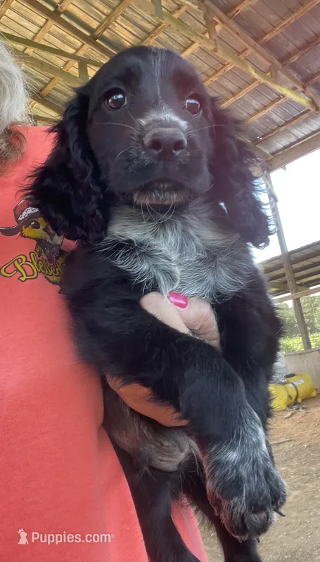 Black Male – English Cocker Spaniel puppy for sale in Fyffe, AL