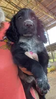 Black Male, a male English Cocker Spaniel for sale in Fyffe, AL – 1 of 2