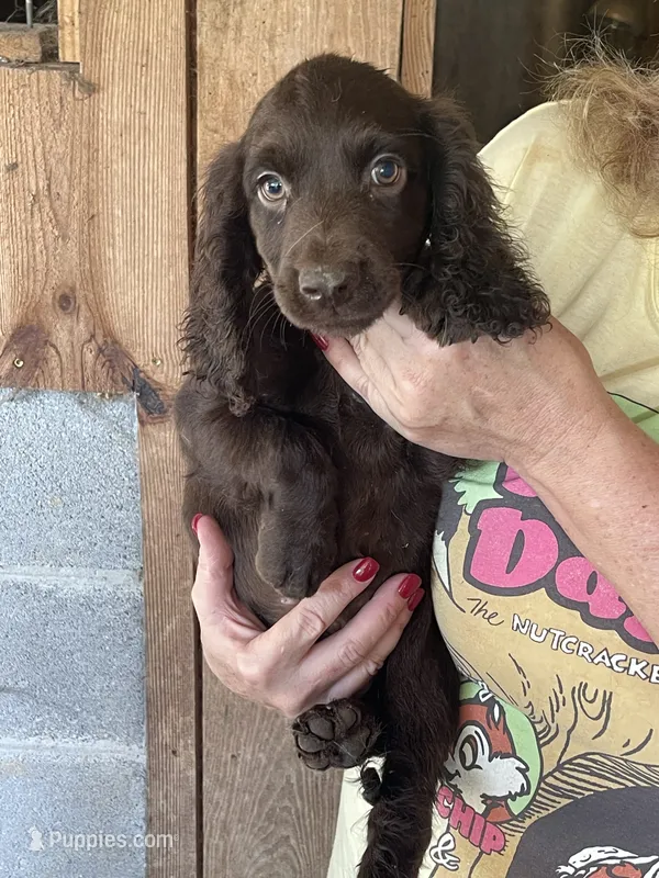 Male Boykin/ECS – Boykin Spaniel, English Cocker Spaniel puppy for sale in Fyffe, AL