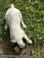 Boy 4  black Markings, a male English Cocker Spaniel for sale in Fyffe, AL – 5 of 7