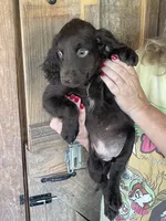 Male Boykin/ECS, a male Boykin Spaniel and English Cocker Spaniel for sale in Fyffe, AL – 3 of 3