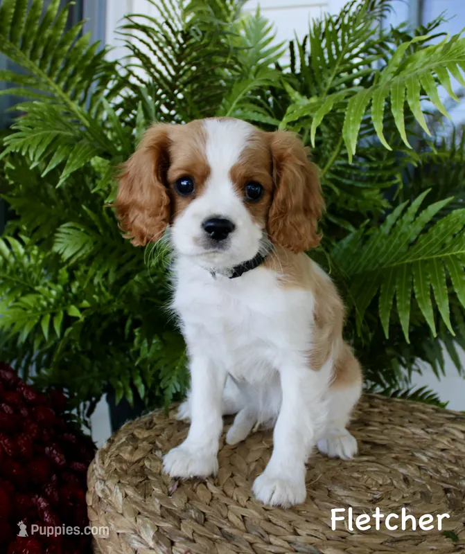 Fletcher – Cavalier King Charles Spaniel puppy for sale in Waterloo, NY