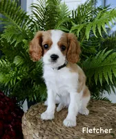 Fletcher, a male Cavalier King Charles Spaniel for sale in Waterloo, NY – 1 of 8