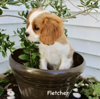 Fletcher, a male Cavalier King Charles Spaniel for sale in Waterloo, NY – 5 of 8