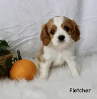 Fletcher, a male Cavalier King Charles Spaniel for sale in Waterloo, NY – 2 of 3