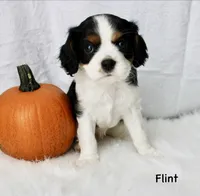 Flint, a male Cavalier King Charles Spaniel for sale in Waterloo, NY – 2 of 2