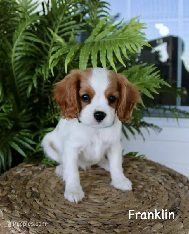 Franklin – Cavalier King Charles Spaniel puppy for sale in Waterloo, NY